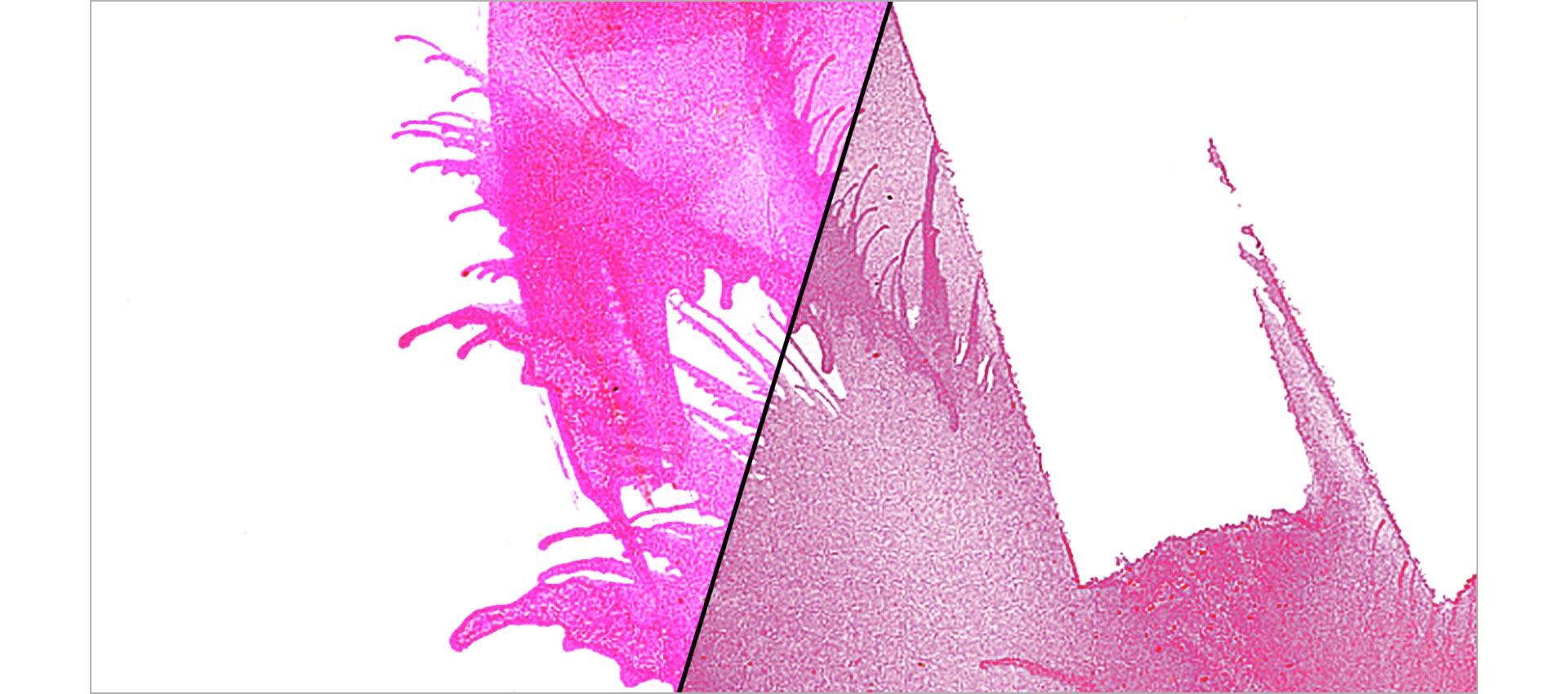 revelation-magenta-adjustment@2x.jpg